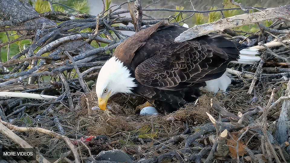 Raptor Resource Project Bald Eagle And Bird Of Prey Cams