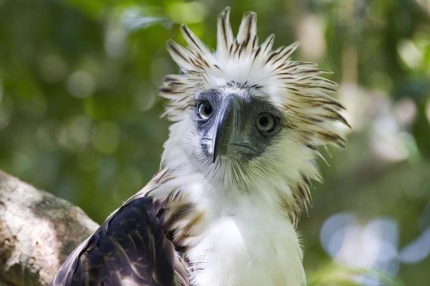 Raptor Resource Project: Bald Eagle and Bird of Prey Cams