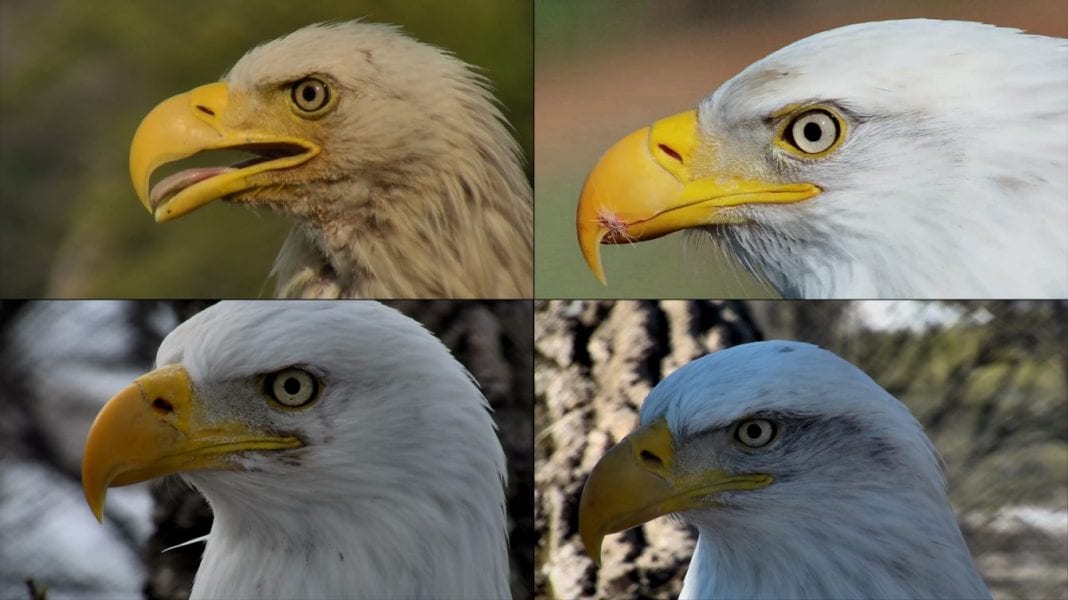 Raptor Resource Project: Bald Eagle And Bird Of Prey Cams