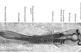 An embryonic bird in very early stages of development. It has a top, bottom, front, back, left and right sides, and layers.