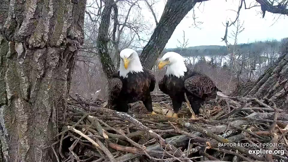 Raptor Resource Project: Bald Eagle and Bird of Prey Cams