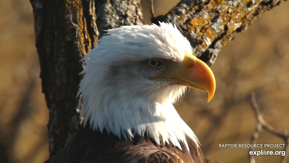 Raptor Resource Project: Bald Eagle And Bird Of Prey Cams