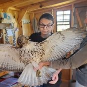 Dave Kester, station master at our Decorah hawk banding station, teaches a student intern how to safely handle a juvenile Red-tailed Hawk. Correct handling of a bird ensures that neither the hawk nor the handler gets hurt!