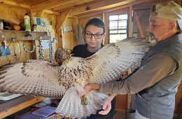 Dave Kester, station master at our Decorah hawk banding station, teaches a student intern how to safely handle a juvenile Red-tailed Hawk. Correct handling of a bird ensures that neither the hawk nor the handler gets hurt!