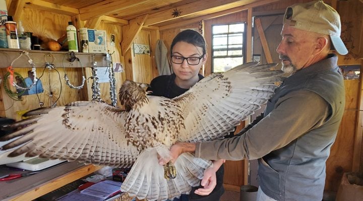 Dave Kester, station master at our Decorah hawk banding station, teaches a student intern how to safely handle a juvenile Red-tailed Hawk. Correct handling of a bird ensures that neither the hawk nor the handler gets hurt!