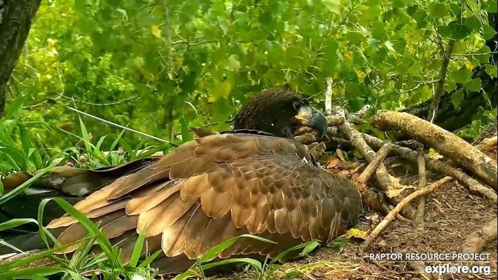 Raptor Resource Project: Bald Eagle and Bird of Prey Cams