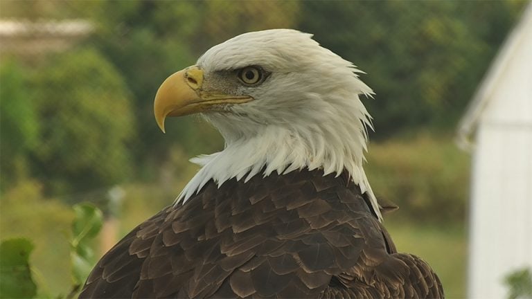 Raptor Resource Project: Bald Eagle And Bird Of Prey Cams