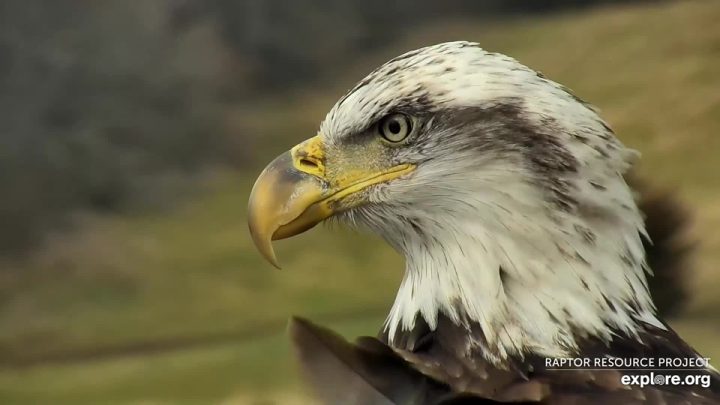 Raptor Resource Project: Bald Eagle And Bird Of Prey Cams