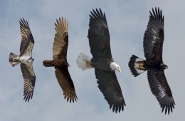 Left to right: Osprey, Turkey Vulture, Adult Bald Eagle, Subadult Golden Eagle