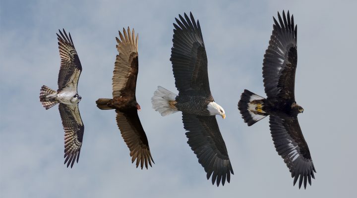 Left to right: Osprey, Turkey Vulture, Adult Bald Eagle, Subadult Golden Eagle