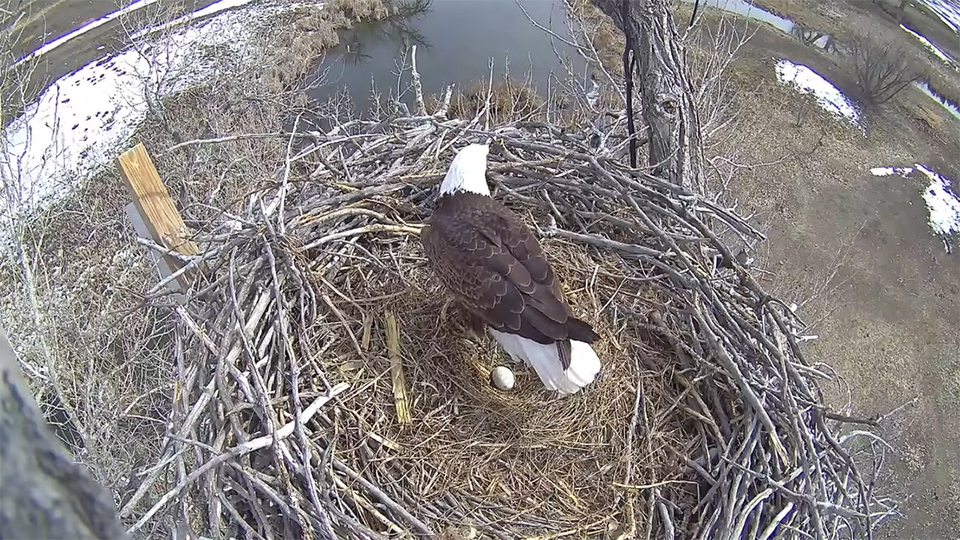 xcel eagle cam