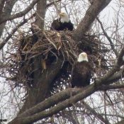 March 4, 2023: DM2 in the nest, Mom on the branch.