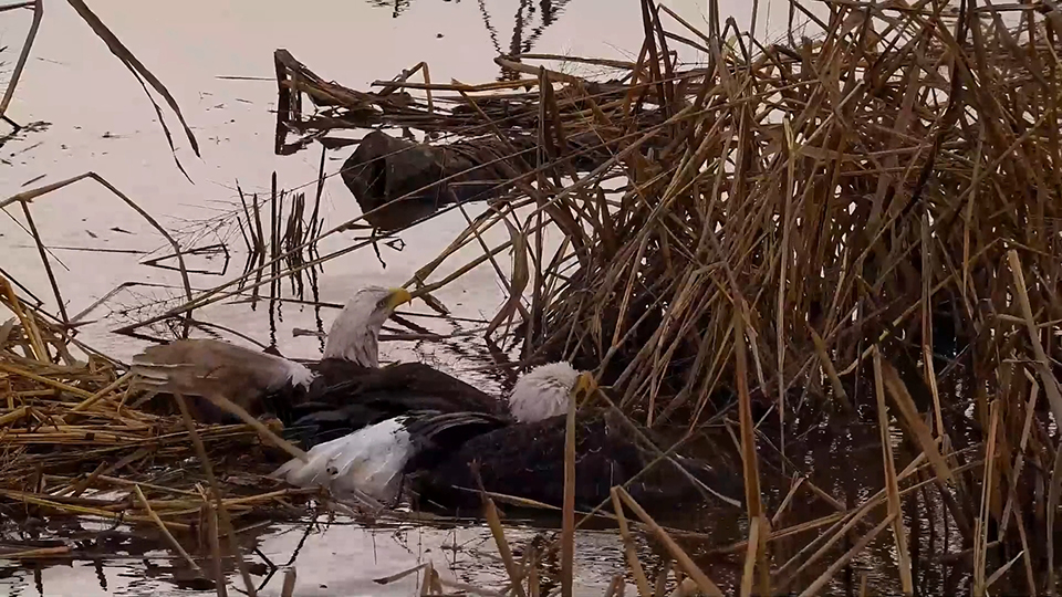 Raptor Resource Project: Bald Eagle And Bird Of Prey Cams