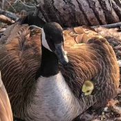 April 15, 2024: Periscope up! Goslings can thermoregulate, but they will seek the warmth of their mother's body to escape from a chilly wind!
