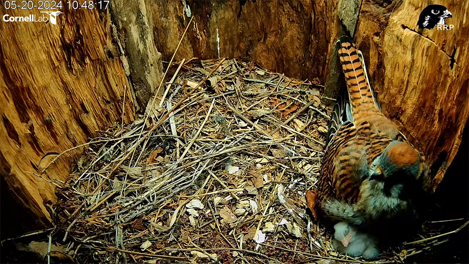 May 20, 2024: Periscopes up! A hatchling peeks out from beneath Mom's warm feathers. 