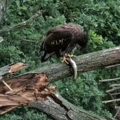 June 17, 2024: It isn't easy to hold, filet, and eat a fish on a limb. The professors at Eagle Outdoor School can be pretty tough!