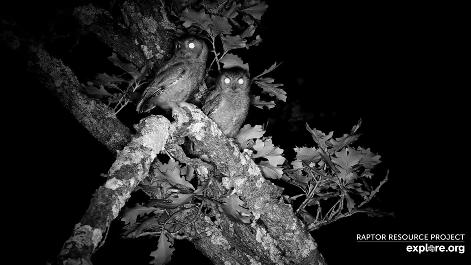 une 25, 2024: Eastern Screech Owls near the North nest. The one in front is a juvenile; the one in back might be an adult.