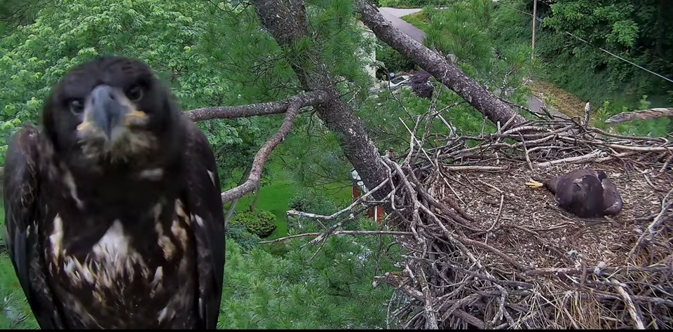 June 19, 2024: TE1 discovers selfies! This is a (fairly) regular phase of eaglet development - the fledgling eagles hop up to the camera, discover their reflection, and seem quite curious about it. We've seen similar wary-yet-attracted behavior in peregrine falcons.
