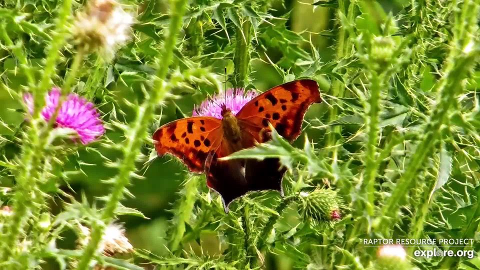 July 14, 2024: A very cool question mark butterfly near the North nest.