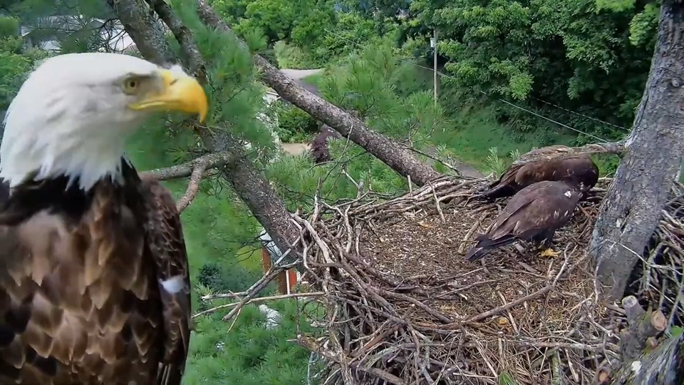 July 15, 2024: Mrs. T overlooks the melee at our Trempealeau Nest.