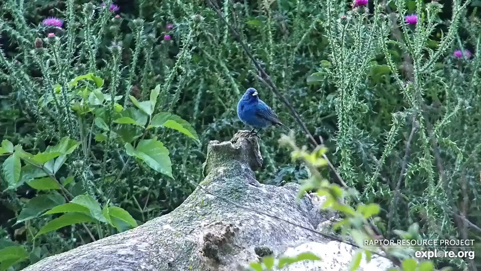 July 26, 2024: An Indigo bunting near the North nest.