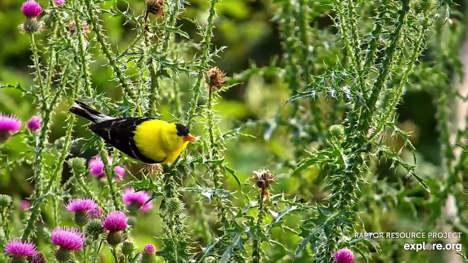 July 26, 2024: American Goldfinches love thistle seeds!