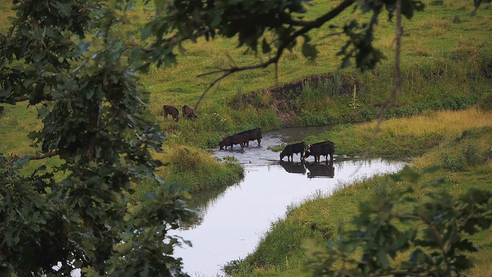 July 6, 2024: Cows drinking in the stream. Moo-rades are my favorite things about the North nest!