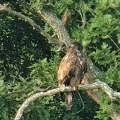 August 25, 2024: A juvenile Bald Eagle near the North Nest! Is it DN17 or DN18 making a last trip home before dispersing? It didn't get close enough for us to tell