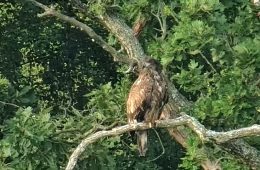 August 25, 2024: A juvenile Bald Eagle near the North Nest! Is it DN17 or DN18 making a last trip home before dispersing? It didn't get close enough for us to tell