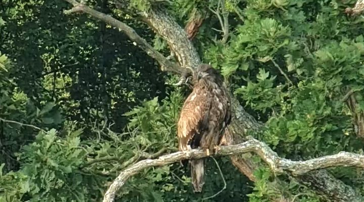 August 25, 2024: A juvenile Bald Eagle near the North Nest! Is it DN17 or DN18 making a last trip home before dispersing? It didn't get close enough for us to tell