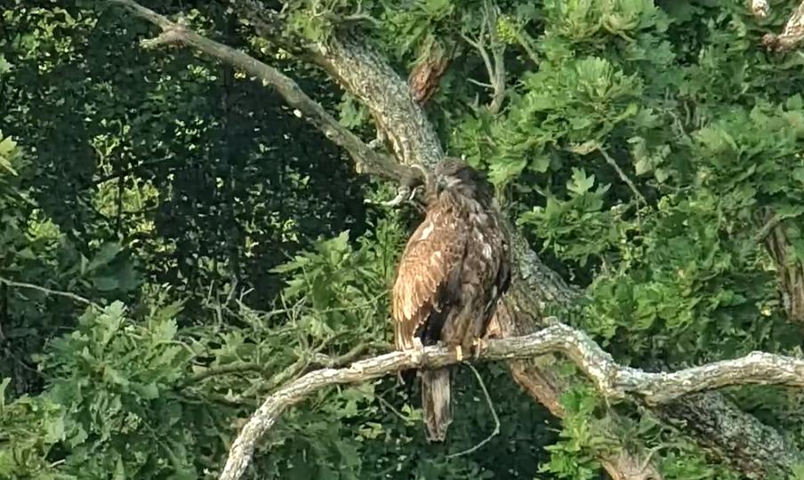 August 25, 2024: A juvenile Bald Eagle near the North Nest! Is it DN17 or DN18 making a last trip home before dispersing? It didn't get close enough for us to tell