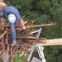 Sticks and more sticks! This would have taken a week if we didn’t have the lift. It took only five to ten minutes for John to load sticks and bring them up. He cut some of them at Great Spirit Bluff, bringing a little bit of GSB to the North nest.