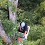 A look at the nest site before we started working. It is in a large fork of the original nest tree with sturdy limbs that overlook the pasture.  We both loved using the bucket truck to get into the tree. It was so much easier than climbing a rope!