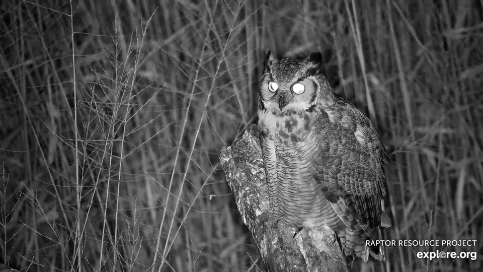 A Great Horned Owl on the Flyway