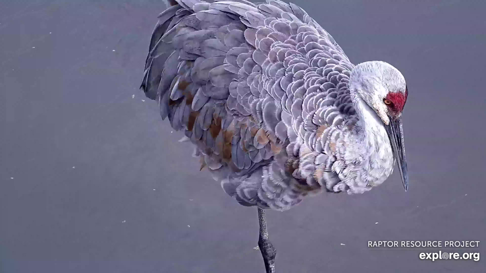 A beautiful Sandhill Crane practices self-care by preening and aligning its feathers