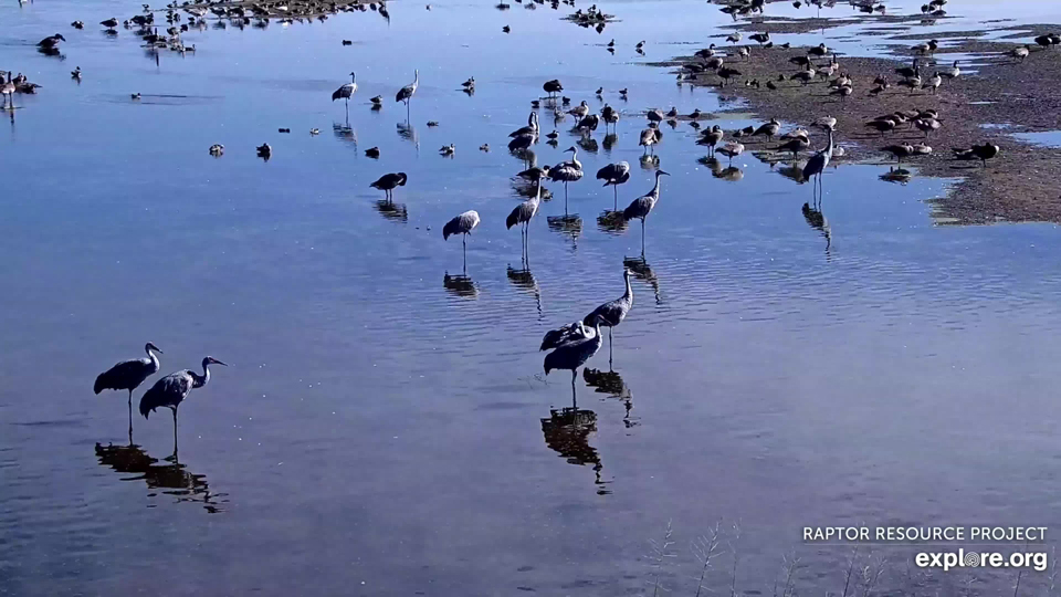 It's the most wonderful time of the year to see migratory birds on the Mississippi Flyway!