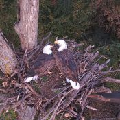 Mr. North and DNF visit DNN 3.0. So far we've seen them pick up a treat we left behind, eat stream-caught trout, and move sticks. Talons crossed that they will continue to approve!