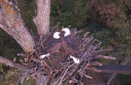 Mr. North and DNF visit DNN 3.0. So far we've seen them pick up a treat we left behind, eat stream-caught trout, and move sticks. Talons crossed that they will continue to approve!