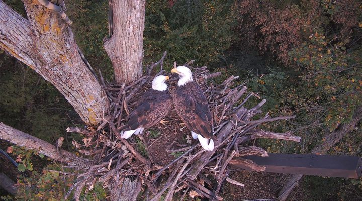 Mr. North and DNF visit DNN 3.0. So far we've seen them pick up a treat we left behind, eat stream-caught trout, and move sticks. Talons crossed that they will continue to approve!