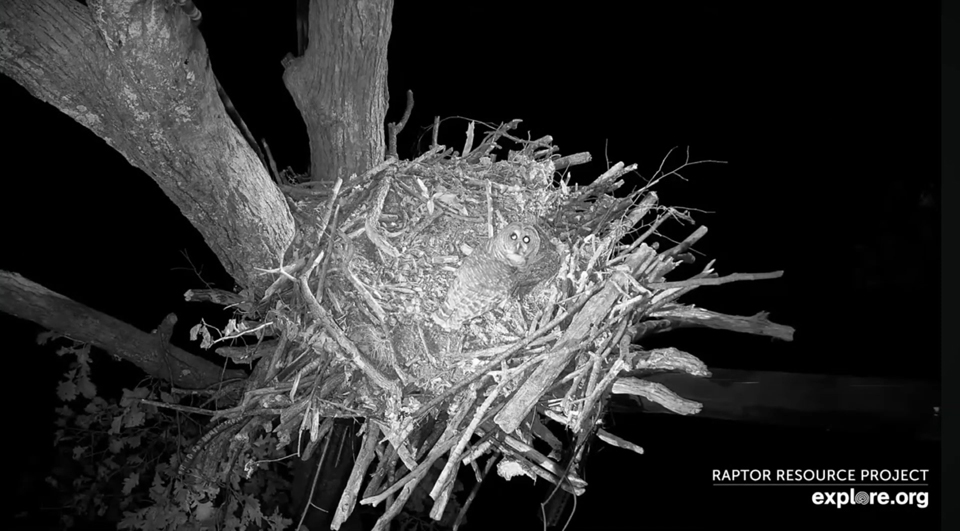 October 14, 2024: An extremely cool look at the barred owl in the North Nest this morning. I guess owls like our nests too!