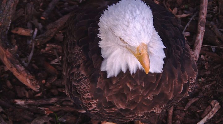 October 5, 2024: Mr. North on the North nest.