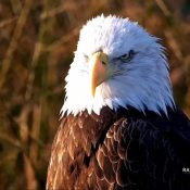 This is my happy face! A beautiful eagle on the Flyway this morning.