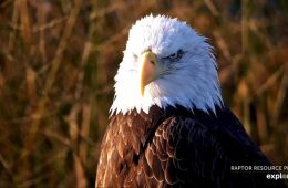 This is my happy face! A beautiful eagle on the Flyway this morning.