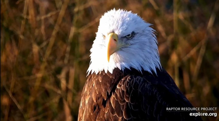 This is my happy face! A beautiful eagle on the Flyway this morning.