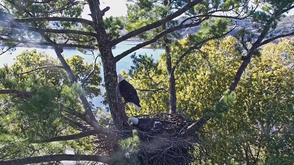 Mrs. T oversees stick placement in Trempealeau! This nest is directly over a yard and falling sticks - and prey remains! - are a real hazard.