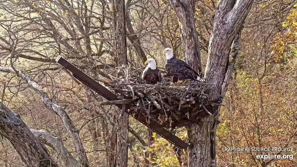 ctober 21, 2024: Mr. North and DNF. We're so happy they adopted the new nest, although DNF needs to work on her landings: https://youtu.be/paALseSyzzQ?si=aOvK2lzvr-4G945k