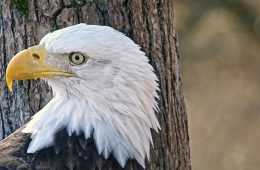 October 24, 2024: Mr. North is ready for his close ups! The World Series has me picturing his walk-up music. Is 'Fly Like an Eagle' to obvious? https://youtu.be/9M9Y0OMz_UI?si=hKCIu6SyixImjhLS