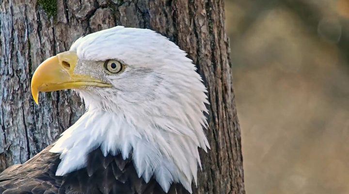 October 24, 2024: Mr. North is ready for his close ups! The World Series has me picturing his walk-up music. Is 'Fly Like an Eagle' to obvious? https://youtu.be/9M9Y0OMz_UI?si=hKCIu6SyixImjhLS