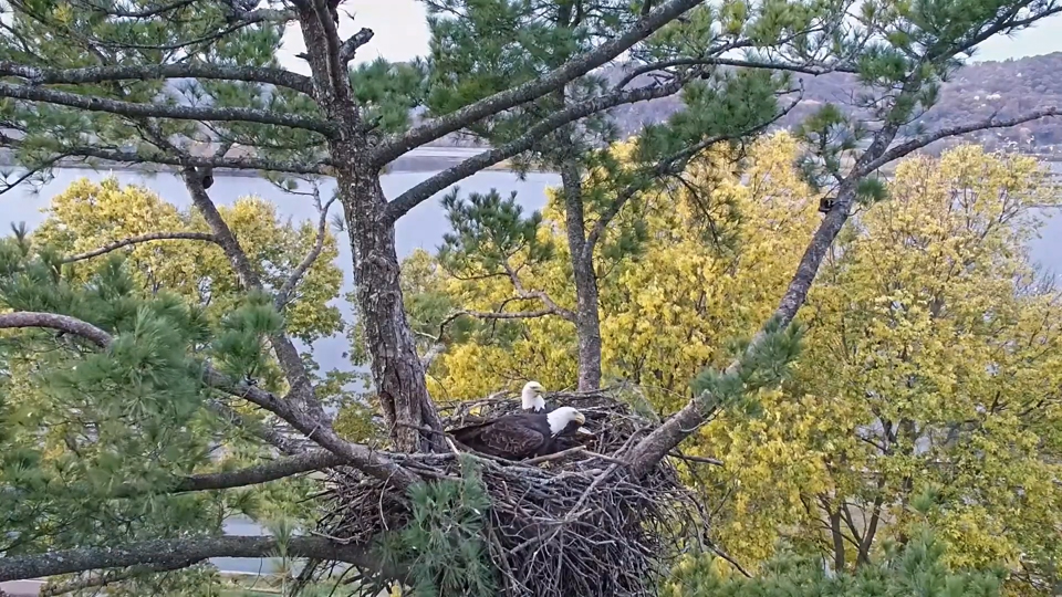 October 24, 2024: The Trempealeau Eagles are also busy with nestorations. Watch here: https://www.raptorresource.org/trempealeau-eagles/