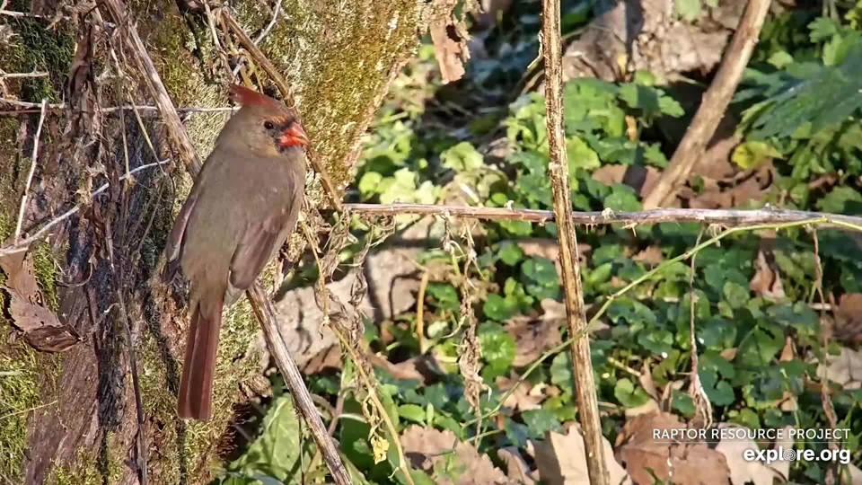 October 25, 2024: It was a busy day for North Nest neighbors. This female Northern Cardinal was foraging for multiflora berries near the North nest - a plant I detest but small birds love!